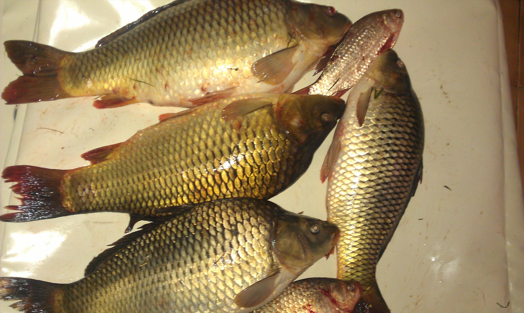 pescut la crap - imag0077.jpg